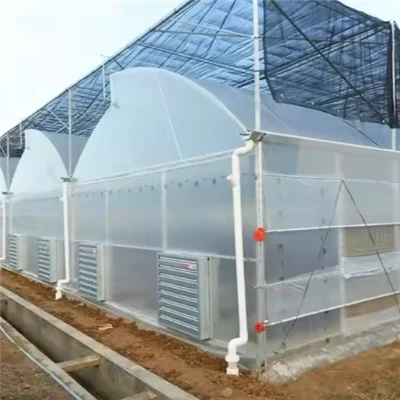 Serre tunnel pour tomates